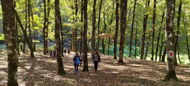 &Epsilon;&xi;ή&nu;&tau;&alpha; &mu;έ&lambda;&eta; &kappa;&alpha;&iota; &phi;ί&lambda;&omicron;&iota; &tau;&omicron;&upsilon; &Sigma;&Alpha;&Omicron;&Omicron; &sigma;&tau;&omicron; &delta;&rho;&upsilon;ό&delta;&alpha;&sigma;&omicron;&sigmaf; &tau;&eta;&sigmaf; &Phi;&omicron;&lambda;ό&eta;&sigmaf;