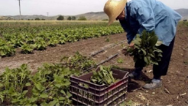 Παράταση υποβολής αιτήσεων για «Ανάπτυξη μικρών γεωργικών εκμεταλλεύσεων»