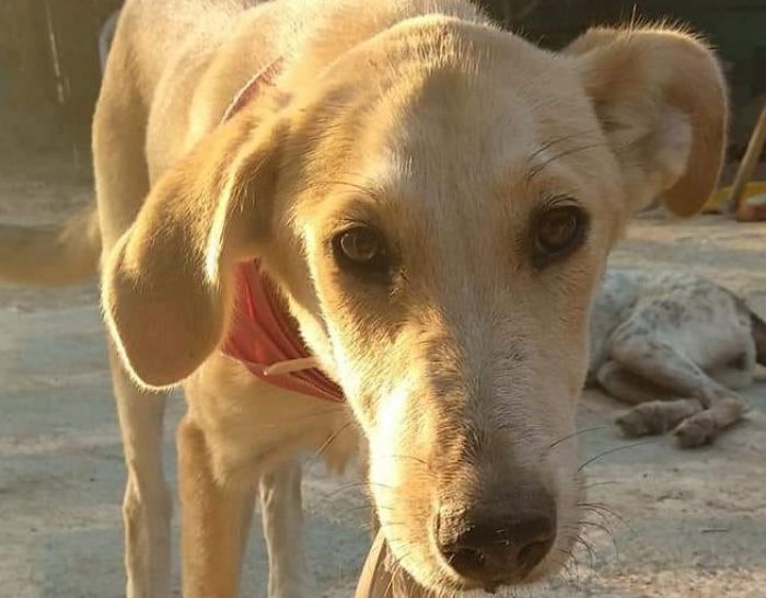 &Phi;&iota;&lambda;&omicron;&zeta;&omega;&iota;&kappa;ό&sigmaf;: "&Mu;&epsilon;&gamma;ά&lambda;&eta; &alpha;&nu;ά&gamma;&kappa;&eta; &gamma;&iota;&alpha; &tau;&rho;&omicron;&phi;ή, &gamma;&iota;&alpha; &nu;&alpha; &mu;&eta;&nu; &pi;&epsilon;&iota;&nu;ά&sigma;&omicron;&upsilon;&nu; 150 &alpha;&delta;έ&sigma;&pi;&omicron;&tau;&alpha;"