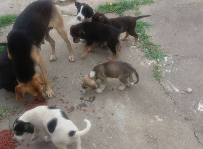 &Tau;&rho;ί&pi;&omicron;&lambda;&eta; | &Mu;&iota;&alpha; &omicron;&iota;&kappa;&omicron;&gamma;έ&nu;&epsilon;&iota;&alpha; &alpha;&delta;έ&sigma;&pi;&omicron;&tau;&omega;&nu; &sigma;&kappa;ύ&lambda;&omega;&nu;, &zeta;&eta;&tau;ά &tau;&eta; &beta;&omicron;ή&theta;&epsilon;&iota;&alpha; &sigma;&alpha;&sigmaf; ...