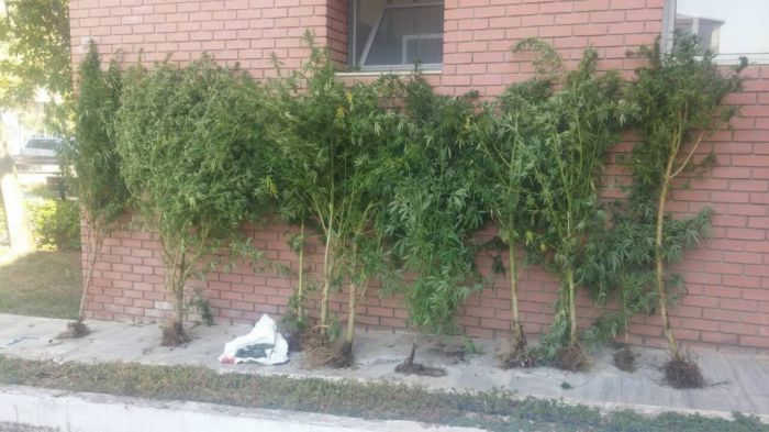 Θηριώδη χασισόδεντρα στην αυλή σπιτιού 52χρονου στο Κιλκίς!