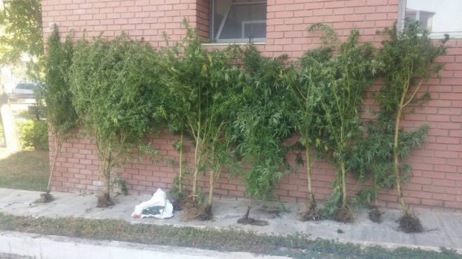Θηριώδη χασισόδεντρα στην αυλή σπιτιού 52χρονου στο Κιλκίς!