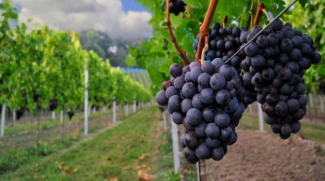 &Alpha;&rho;&kappa;&alpha;&delta;ί&alpha; | Ά&rho;&chi;&iota;&sigma;&alpha;&nu; &alpha;&iota;&tau;ή&sigma;&epsilon;&iota;&sigmaf; &gamma;&iota;&alpha; έ&nu;&tau;&alpha;&xi;&eta; &sigma;&tau;&omicron; &pi;&rho;ό&gamma;&rho;&alpha;&mu;&mu;&alpha; &alpha;&nu;&alpha;&delta;&iota;ά&rho;&theta;&rho;&omega;&sigma;&eta;&sigmaf; &kappa;&alpha;&iota; &mu;&epsilon;&tau;&alpha;&tau;&rho;&omicron;&pi;ή&sigmaf; &alpha;&mu;&pi;&epsilon;&lambda;ώ&nu;&omega;&nu;