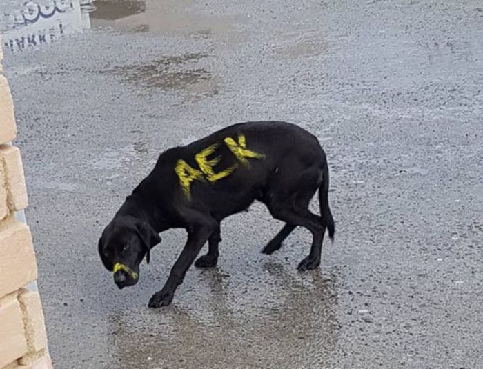 H AEK θέλει να υιοθετήσει τη σκυλίτσα που … έβαψαν στην Μεγαλόπολη!
