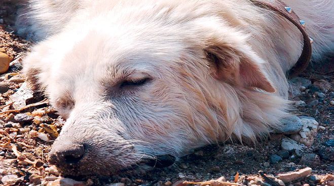 &Kappa;&upsilon;&nu;&eta;&gamma;ό&sigma;&kappa;&upsilon;&lambda;&alpha; &delta;&eta;&lambda;&eta;&tau;&eta;&rho;&iota;ά&sigma;&tau;&eta;&kappa;&alpha;&nu; &mu;&epsilon; &phi;ό&lambda;&epsilon;&sigmaf; &sigma;&tau;&omicron; &Mu;&alpha;ί&nu;&alpha;&lambda;&omicron;!