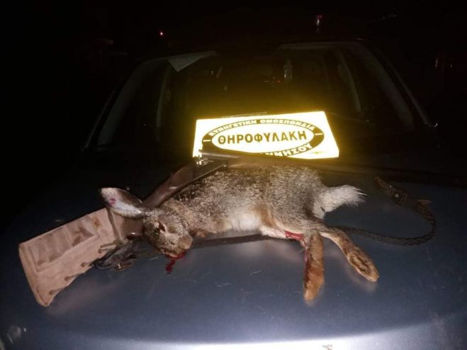 Γορτυνία | Νυχτερινό παράνομο κυνήγι λαγού!