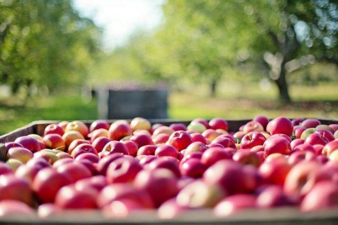 Οδυσσέας για μηλοπαραγωγούς στην Αρκαδία: ""Δεκαπέντε μέρες μετά τη σχετική ερώτησή μας στη Βουλή, το δίκαιο αίτημα ικανοποιείται"