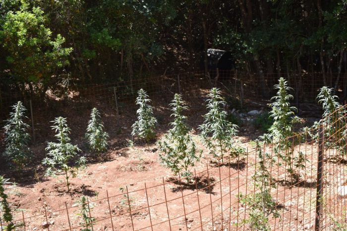 &Phi;&upsilon;&tau;&epsilon;ί&alpha; &mu;&epsilon; &delta;&epsilon;&nu;&delta;&rho;ύ&lambda;&lambda;&iota;&alpha; &kappa;ά&nu;&nu;&alpha;&beta;&eta;&sigmaf; &epsilon;&nu;&tau;&omicron;&pi;ί&sigma;&tau;&eta;&kappa;&epsilon; &sigma;&tau;&eta;&nu; &Tau;&rho;&iota;&phi;&upsilon;&lambda;ί&alpha;