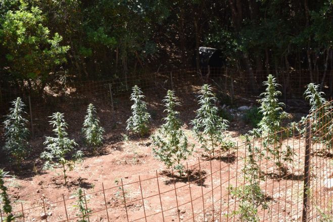 &Phi;&upsilon;&tau;&epsilon;ί&alpha; &mu;&epsilon; &delta;&epsilon;&nu;&delta;&rho;ύ&lambda;&lambda;&iota;&alpha; &kappa;ά&nu;&nu;&alpha;&beta;&eta;&sigmaf; &epsilon;&nu;&tau;&omicron;&pi;ί&sigma;&tau;&eta;&kappa;&epsilon; &sigma;&tau;&eta;&nu; &Tau;&rho;&iota;&phi;&upsilon;&lambda;ί&alpha;