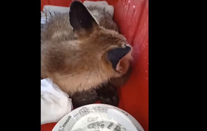 &Tau;&rho;&alpha;&upsilon;&mu;&alpha;&tau;&iota;&sigma;&mu;έ&nu;&eta; &alpha;&lambda;&epsilon;&pi;&omicron;ύ &sigma;&tau;&omicron; &chi;&omega;&rho;&iota;ό &Sigma;&kappa;&omicron;&pi;ή (vd)