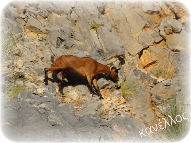&Gamma;&omicron;&rho;&tau;&upsilon;&nu;ί&alpha;: &Tau;&alpha; &alpha;&gamma;&rho;&iota;&omicron;&kappa;ά&tau;&sigma;&iota;&kappa;&alpha; &tau;&omega;&nu; &Lambda;&alpha;&gamma;&kappa;&alpha;&delta;ί&omega;&nu;! (&epsilon;&iota;&kappa;ό&nu;&epsilon;&sigmaf;)