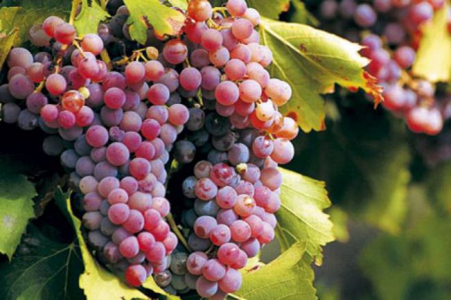 "Moschofilero Party" &tau;&omicron; &kappa;&alpha;&lambda;&omicron;&kappa;&alpha;ί&rho;&iota; &sigma;&tau;&eta;&nu; &Tau;&rho;ί&pi;&omicron;&lambda;&eta; &pi;&rho;&omicron;&tau;&epsilon;ί&nu;&epsilon;&iota; &omicron; &Sigma;&kappa;&omicron;&rho;&pi;ί&delta;&alpha;&sigmaf;!