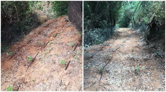 &Phi;&upsilon;&tau;&epsilon;ί&alpha; &kappa;ά&nu;&nu;&alpha;&beta;&eta;&sigmaf; &epsilon;&nu;&tau;&omicron;&pi;ί&sigma;&tau;&eta;&kappa;&epsilon; &sigma;&epsilon; &alpha;&gamma;&rho;&omicron;&tau;&iota;&kappa;ή &pi;&epsilon;&rho;&iota;&omicron;&chi;ή &tau;&eta;&sigmaf; &Mu;&epsilon;&sigma;&sigma;&eta;&nu;ί&alpha;&sigmaf;