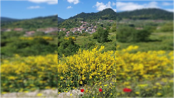 Τα σπάρτα που δεν πρόλαβαν να ανθίσουν