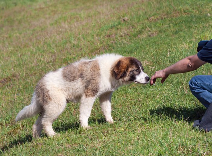 Υγεία: Οι σκύλοι όντως μυρίζουν τον καρκίνο, στην αναπνοή του ασθενούς