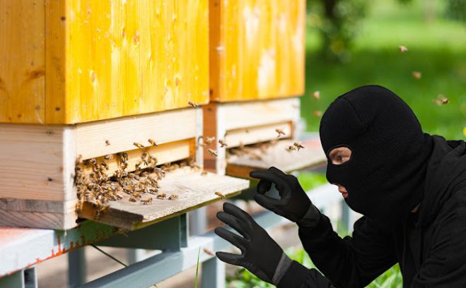 Δύο άτομα κατηγορούνται ότι έκλεψαν κυψέλη μελισσών!