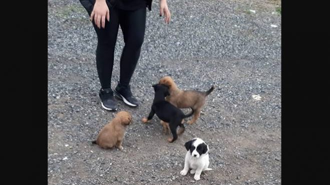 &Kappa;&omicron;&upsilon;&tau;&alpha;&beta;ά&kappa;&iota;&alpha; &zeta;&eta;&tau;&omicron;ύ&nu; &upsilon;&iota;&omicron;&theta;&epsilon;&sigma;ί&alpha; &sigma;&tau;&eta;&nu; &Tau;&rho;ί&pi;&omicron;&lambda;&eta; - &Beta;&rho;ί&sigma;&kappa;&omicron;&nu;&tau;&alpha;&iota; &sigma;&epsilon; &kappa;ί&nu;&delta;&upsilon;&nu;&omicron;!