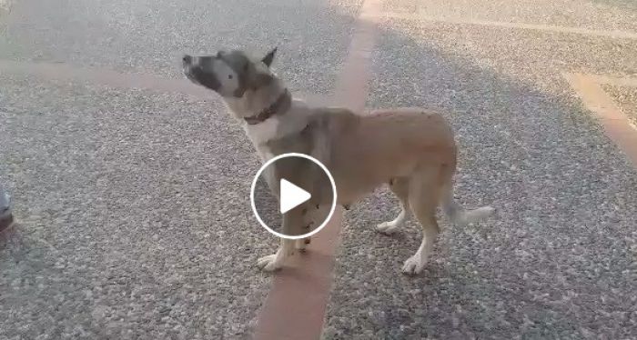 Η "Σμάρω" πρέπει να χειρουργηθεί και χρειάζεται τη βοήθειά μας! (vd)