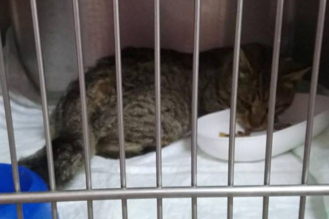 &Psi;ά&chi;&nu;&epsilon;&iota; &kappa;&alpha;&nu;&epsilon;ί&sigmaf; &alpha;&upsilon;&tau;ό &tau;&omicron;&nu; &gamma;ά&tau;&omicron;;