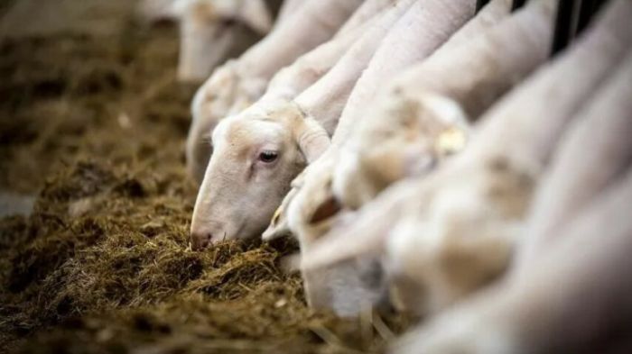 "Χάσαμε το 50% των ζώων μας στη Θεσσαλία. Δεν μπορούμε να μιλάμε για φέτα όταν δεν υπάρχει πια ελληνικό γάλα"