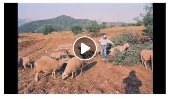 &Beta;&lambda;&alpha;&chi;έ&rho;&nu;&alpha; | &Phi;&omega;&tau;&omicron;&delta;&iota;&alpha;&delta;&rho;&omicron;&mu;ή 1939-1990 ... &mu;έ&sigma;&alpha; &alpha;&pi;ό &epsilon;&iota;&kappa;ό&nu;&epsilon;&sigmaf; &pi;&omicron;&upsilon; &chi;ά&nu;&omicron;&nu;&tau;&alpha;&iota;!