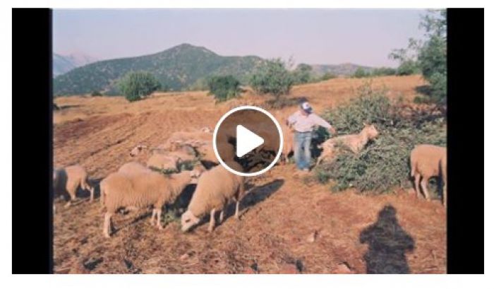 &Beta;&lambda;&alpha;&chi;έ&rho;&nu;&alpha; | &Phi;&omega;&tau;&omicron;&delta;&iota;&alpha;&delta;&rho;&omicron;&mu;ή 1939-1990 ... &mu;έ&sigma;&alpha; &alpha;&pi;ό &epsilon;&iota;&kappa;ό&nu;&epsilon;&sigmaf; &pi;&omicron;&upsilon; &chi;ά&nu;&omicron;&nu;&tau;&alpha;&iota;!