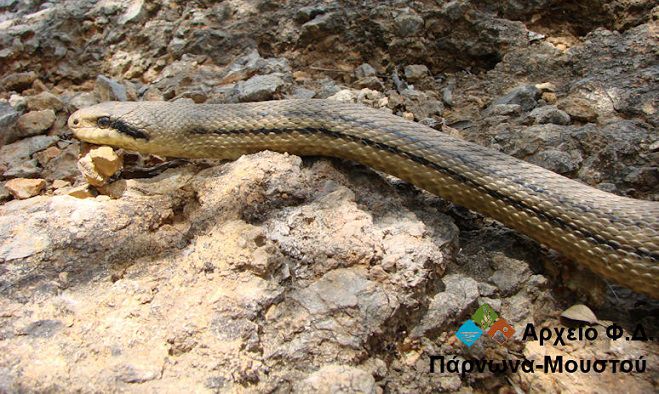 Ο «αγαθός γίγαντας» των φιδιών στην περιοχή Πάρνωνα και Μουστού