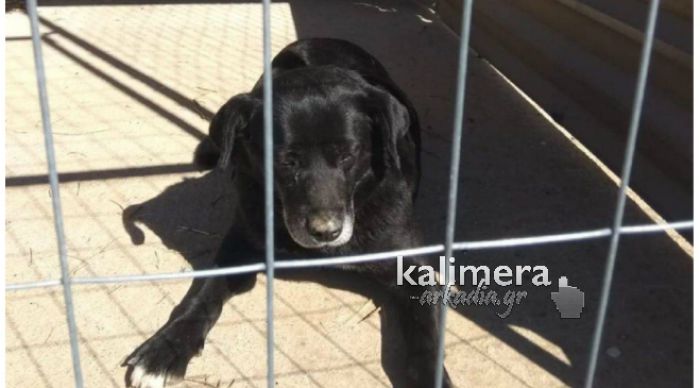 Φιλοζωικός: "Η σκυλίτσα πιάστηκε με ειδική παγίδα χωρίς να δημιουργηθεί το παραμικρό πρόβλημα στο ζωακι"