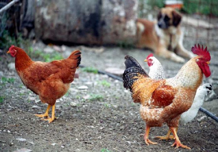 Τρίπολη: Κρούσματα γρίπης των πτηνών – Κανένας κίνδυνος για τους ανθρώπους