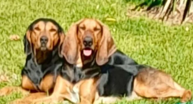 &Chi;ά&theta;&eta;&kappa;&alpha;&nu; &sigma;&kappa;&upsilon;&lambda;ά&kappa;&iota;&alpha; &sigma;&tau;&eta;&nu; &Tau;&rho;ί&pi;&omicron;&lambda;&eta; - &Delta;ί&nu;&epsilon;&tau;&alpha;&iota; &alpha;&mu;&omicron;&iota;&beta;ή