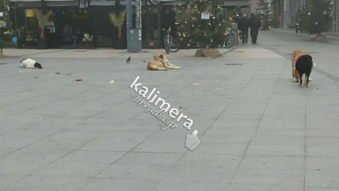 Αυτή είναι η ομάδα εργασίας για την "Περισυλλογή και διαχείριση αδέσποτων ζώων συντροφιάς στο Δήμο Τρίπολης"