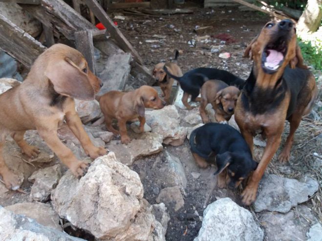 &Tau;&rho;ί&pi;&omicron;&lambda;&eta; - &Epsilon;&nu;&nu;έ&alpha; &alpha;&delta;έ&sigma;&pi;&omicron;&tau;&alpha; &kappa;&omicron;&upsilon;&tau;&alpha;&beta;ά&kappa;&iota;&alpha; &zeta;&eta;&tau;&omicron;ύ&nu; &sigma;&tau;έ&gamma;&eta;... (&epsilon;&iota;&kappa;ό&nu;&epsilon;&sigmaf;)