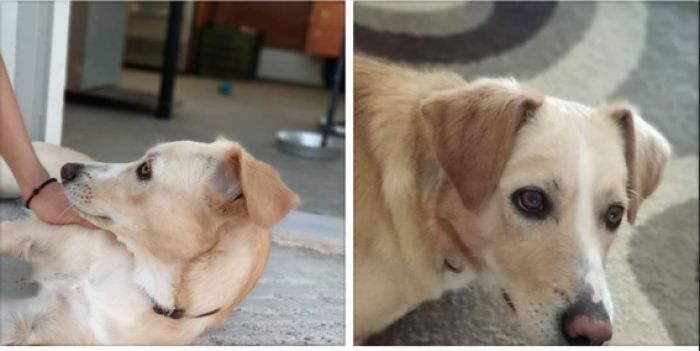 &Chi;ά&theta;&eta;&kappa;&epsilon; &sigma;&kappa;&upsilon;&lambda;ί&tau;&sigma;&alpha; &sigma;&tau;&omicron; &Sigma;έ&rho;&beta;&omicron;&upsilon; &Gamma;&omicron;&rho;&tau;&upsilon;&nu;ί&alpha;&sigmaf;