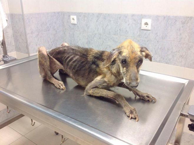 Σκελετωμένο σκυλί κυκλοφορούσε σε χωριό της Αργολίδας - Μπορείτε να βοηθήσετε να γίνει καλά;