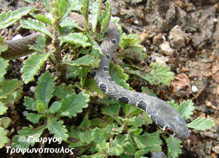 Σαΐτα – Το πιο γρήγορο φίδι στην προστατευόμενη περιοχή του Πάρνωνα!