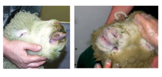 &Kappa;&alpha;&tau;&alpha;&rho;&rho;&omicron;ϊ&kappa;ό&sigmaf; &Pi;&upsilon;&rho;&epsilon;&tau;ό&sigmaf; &tau;&omicron;&upsilon; &pi;&rho;&omicron;&beta;ά&tau;&omicron;&upsilon; | &Mu;&iota;&alpha; &epsilon;&nu; &delta;&upsilon;&nu;ά&mu;&epsilon;&iota; &alpha;&pi;&epsilon;&iota;&lambda;ή, &gamma;&iota;&alpha; &tau;&eta;&nu; &kappa;&tau;&eta;&nu;&omicron;&tau;&rho;&omicron;&phi;ί&alpha; &sigma;&tau;&eta;&nu; &Alpha;&rho;&kappa;&alpha;&delta;ί&alpha;. &Pi;&rho;&omicron;&tau;ά&sigma;&epsilon;&iota;&sigmaf; &gamma;&iota;&alpha; &tau;&eta;&nu; &alpha;&nu;&alpha;&chi;&alpha;ί&tau;&iota;&sigma;ή &tau;&omicron;&upsilon;