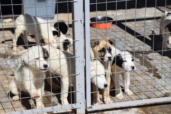 Ανοικτές πόρτες για το κοινό το Σάββατο στο Δημοτικό Καταφύγιο Αδέσποτων Ζώων