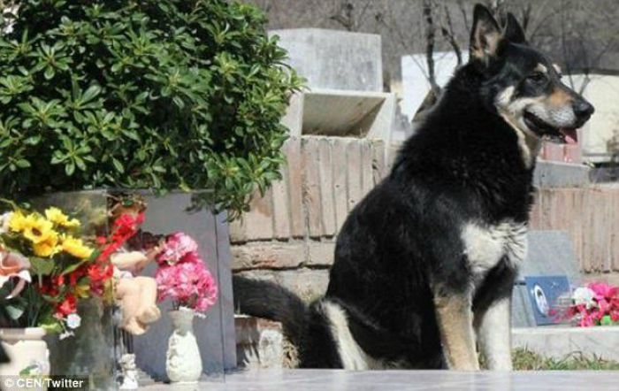 Πέθανε ο σκύλος που κοιμόταν για 11 χρόνια στον τάφο του αφεντικού του κάθε μέρα ...