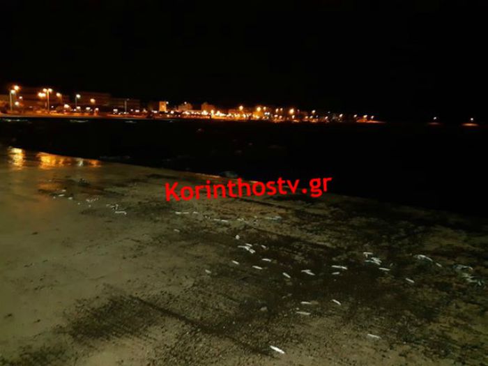 Νεκρά ψάρια σε παραλία της Κορινθίας (εικόνες)