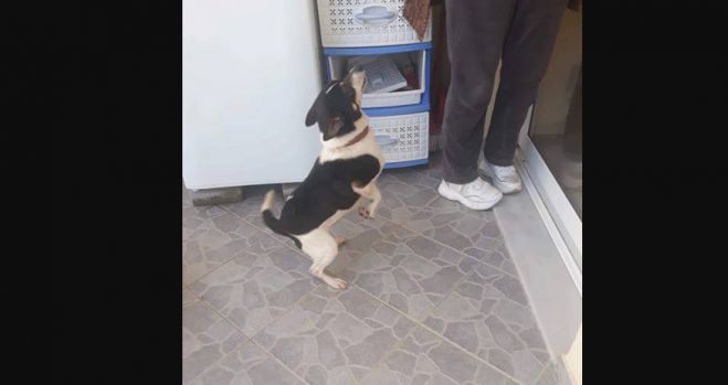 Αυτό το σκυλάκι βρέθηκε στην Τρίπολη. Το ψάχνει κανείς;