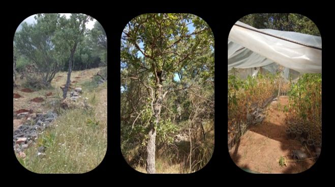 &Phi;&upsilon;&tau;&epsilon;ί&alpha; &mu;&epsilon; &sigma;&chi;&epsilon;&delta;ό&nu; 772 &delta;&epsilon;&nu;&delta;&rho;ύ&lambda;&lambda;&iota;&alpha; &kappa;ά&nu;&nu;&alpha;&beta;&eta;&sigmaf; &epsilon;&nu;&tau;&omicron;&pi;ί&sigma;&tau;&eta;&kappa;&epsilon; &sigma;&tau;&eta; &Lambda;&alpha;&kappa;&omega;&nu;ί&alpha;!