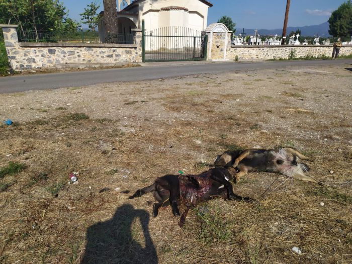 &Phi;&iota;&lambda;&omicron;&zeta;&omega;&iota;&kappa;ό&sigmaf; &Tau;&rho;ί&pi;&omicron;&lambda;&eta;&sigmaf;: "11 &tau;&alpha; &nu;&epsilon;&kappa;&rho;ά &sigma;&kappa;&upsilon;&lambda;&iota;ά &alpha;&pi;ό &phi;ό&lambda;&epsilon;&sigmaf; &sigma;&tau;&eta;&nu; &pi;&epsilon;&rho;&iota;&omicron;&chi;ή &mu;&alpha;&sigmaf;"