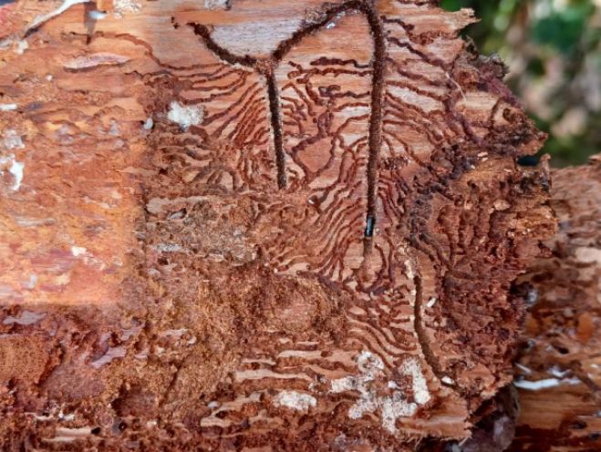 &Sigma;ί&tau;&alpha;&iota;&nu;&alpha; &Kappa;&upsilon;&nu;&omicron;&upsilon;&rho;ί&alpha;&sigmaf; | &Upsilon;&lambda;&omicron;&tau;&omicron;&mu;ί&alpha; &kappa;&alpha;&iota; &alpha;&pi;&omicron;&mu;ά&kappa;&rho;&upsilon;&nu;&sigma;&eta; &tau;&omega;&nu; &nu;&epsilon;&kappa;&rho;ώ&nu; &kappa;&alpha;&iota; &pi;&rho;&omicron;&sigma;&beta;&epsilon;&beta;&lambda;&eta;&mu;έ&nu;&omega;&nu; &epsilon;&lambda;ά&tau;&omega;&nu; &zeta;&eta;&tau;ά &tau;&omicron; &Iota;&nu;&sigma;&tau;&iota;&tau;&omicron;ύ&tau;&omicron; &Delta;&alpha;&sigma;&iota;&kappa;ώ&nu; &Epsilon;&rho;&epsilon;&upsilon;&nu;ώ&nu;