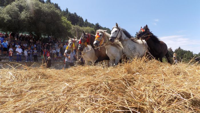 Βαλτεσινίκο | Για 20η χρόνια η αναπαράσταση του παραδοσιακού αλωνίσματος! (εικόνες)