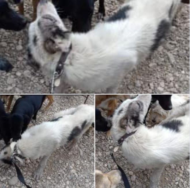 &Kappa;&tau;&eta;&nu;&omega;&delta;ί&alpha; | &Sigma;&kappa;&upsilon;&lambda;ά&kappa;&iota; &beta;&rho;έ&theta;&eta;&kappa;&epsilon; &mu;&epsilon; &kappa;&omicron;&mu;&mu;έ&nu;&alpha; &alpha;&upsilon;&tau;&iota;ά &sigma;&tau;&omicron; &Pi;&alpha;&rho;ά&lambda;&iota;&omicron; Ά&sigma;&tau;&rho;&omicron;&sigmaf;