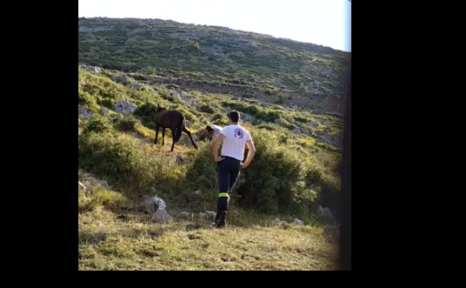 Σε απεγκλωβισμό αλόγου προχώρησε η πυρασφάλεια του Δήμου Τρίπολης! (vd)