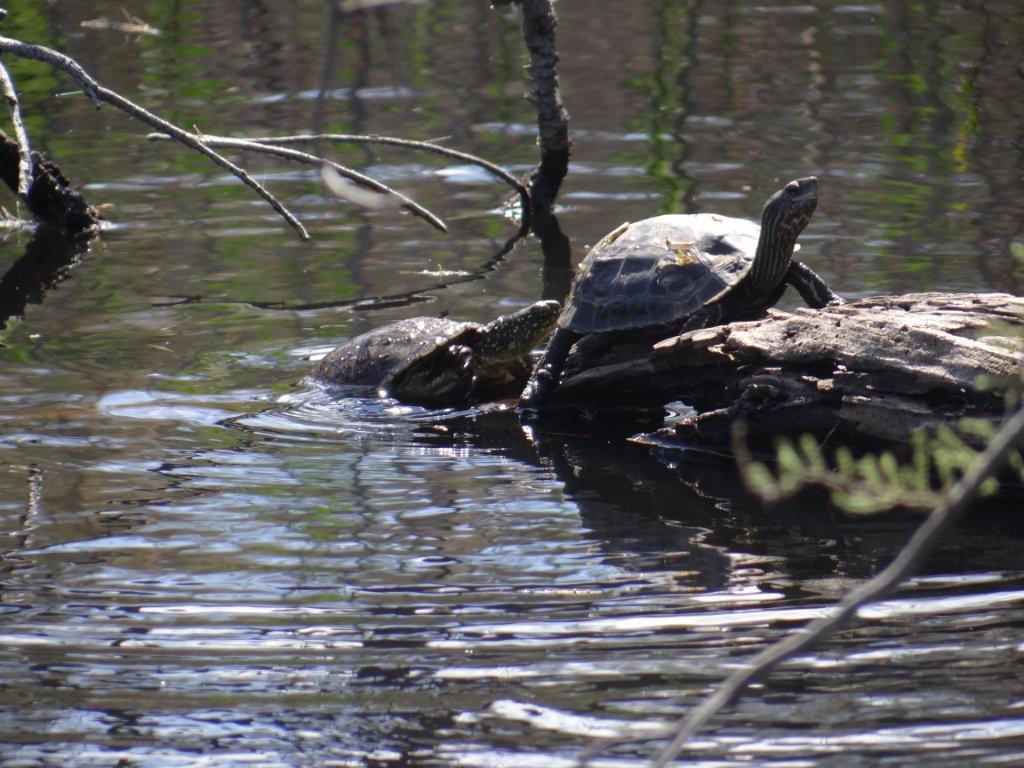 &Eta; &alpha;&xi;ί&alpha; &tau;&eta;&sigmaf; &beta;&iota;&omicron;&pi;&omicron;&iota;&kappa;&iota;&lambda;ό&tau;&eta;&tau;&alpha;&sigmaf; &kappa;&alpha;&iota; &eta; &pi;&rho;&omicron;&sigma;&tau;&alpha;&tau;&epsilon;&upsilon;ό&mu;&epsilon;&nu;&eta; &pi;&epsilon;&rho;&iota;&omicron;&chi;ή Ό&rho;&omicron;&upsilon;&sigmaf; &Pi;ά&rho;&nu;&omega;&nu;&alpha; &kappa;&alpha;&iota; &Upsilon;&gamma;&rho;&omicron;&tau;ό&pi;&omicron;&upsilon; &Mu;&omicron;&upsilon;&sigma;&tau;&omicron;ύ (&epsilon;&iota;&kappa;ό&nu;&epsilon;&sigmaf;)