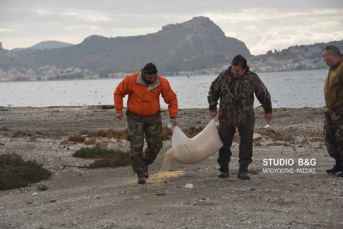 Κυνηγοί τάισαν αγριόπαπιες στην Αργολίδα (εικόνες)