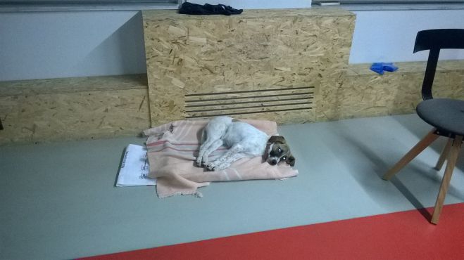 &Alpha;&upsilon;&tau;ή &tau;&eta; &sigma;&kappa;&upsilon;&lambda;ί&tau;&sigma;&alpha; &tau;&eta;&nu; &psi;ά&chi;&nu;&epsilon;&iota; &kappa;ά&pi;&omicron;&iota;&omicron;&sigmaf; &sigma;&tau;&eta;&nu; &Tau;&rho;ί&pi;&omicron;&lambda;&eta;; (vd)