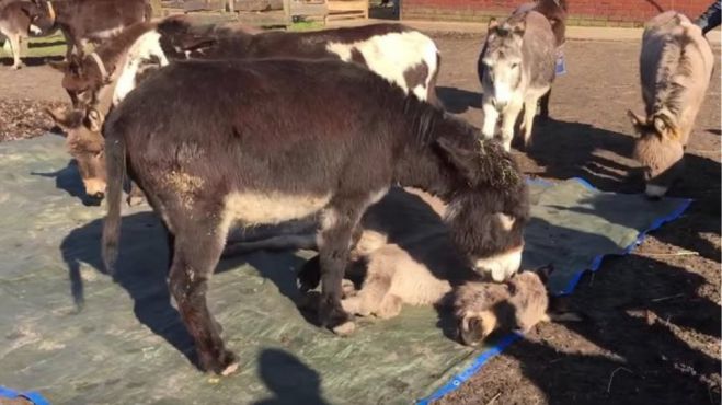 Σπαρακτικό βίντεο | Γαϊδουράκια αποχαιρετούν το νεκρό φίλο τους (vd)